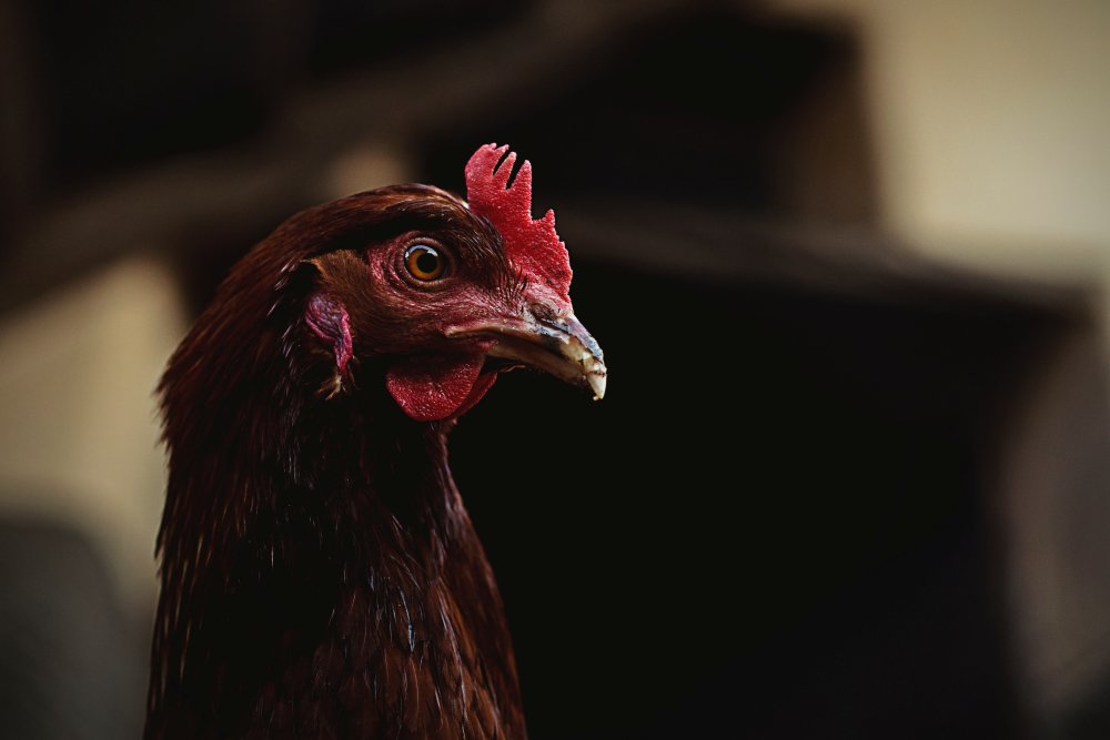 Pilihan Makanan Yang Tepat Untuk Ayam Jago Aduan