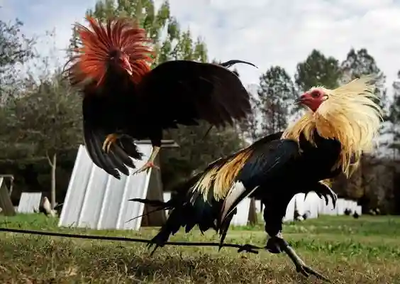Tips Jitu Menang di Sabung Ayam Online Tanpa Modal Besar