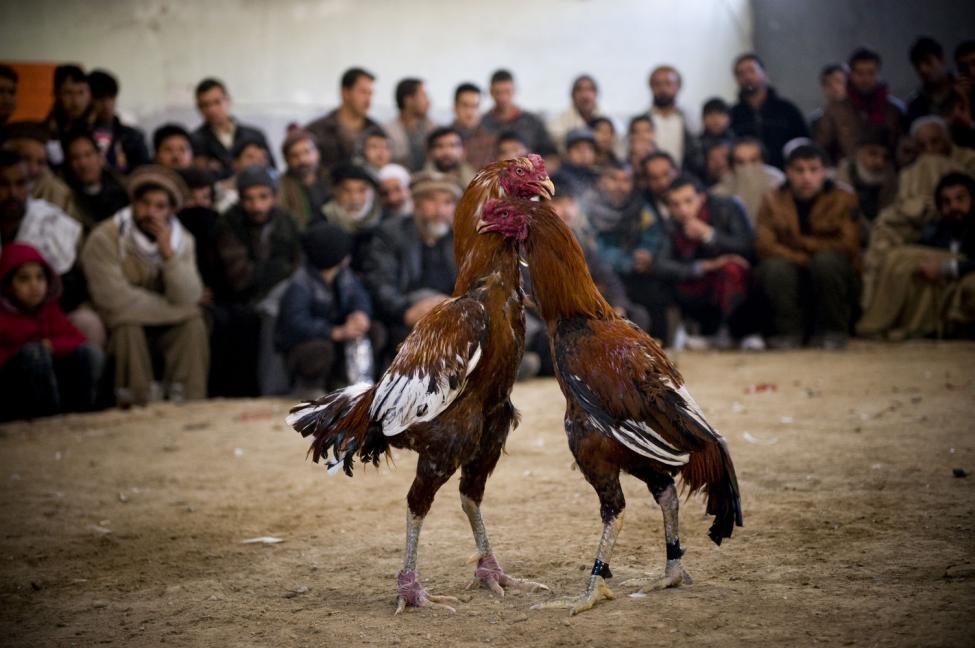 Keuntungan Bermain di Situs Judi Sabung Ayam Online Terbaik